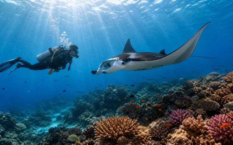 Diving Komodo Ombak700 bersama manta ray dan terumbu karang